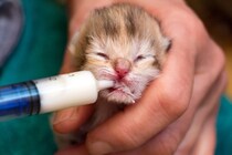 子猫が起こしやすい『病気・トラブル』5選　見逃せないサインや予防策も解説