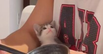 子猫に見つめられるパパ→顔を近づけてみたら…涙が出るほど尊い『やり取りの瞬間』が178万再生「可愛すぎて無理」「叫んでしまった」と悶絶