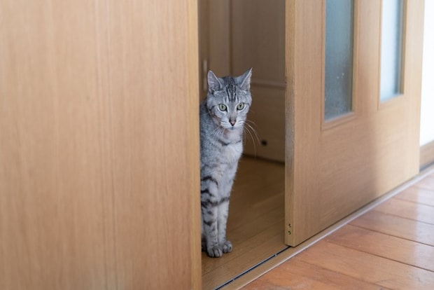 ドアの前で待ち伏せする猫