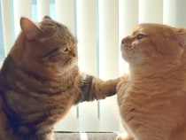 仲良く並ぶ２匹の兄弟ネコ→突然ケンカを始めたかと思いきや…『微笑ましい展開』が話題「喧嘩するほど仲良しなのかな」「にやけてしまう」