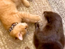 出会ったばかりのカワウソと子猫→一緒に遊ぶ様子を見てみると…『あまりにも尊い光景』が50万再生「抱きしめあっているみたいで可愛い」