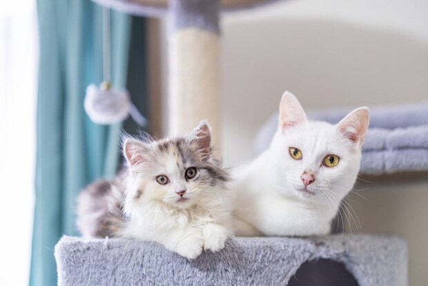 2匹の猫