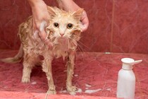 猫の『長毛種・短毛種』で変わるお世話の方法4つ　お手入れや飼い方に表れる違いとは？