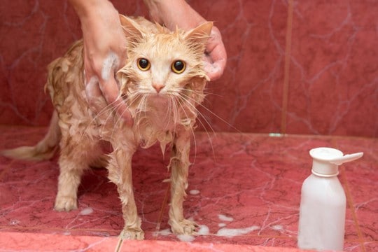 猫の『長毛種・短毛種』で変わるお世話の方法4つ　お手入れや飼い方に表れる違いとは？
