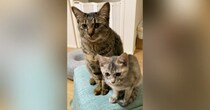 『先輩猫が鳴いた次の瞬間』、となりにいた子猫が…まるで親分と子分のような『可愛すぎるやり取り』が10万再生「舎弟感ｗ」「たまらんｗ」