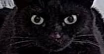 出先から『ペットカメラ』を確認してみたら…映っていた黒猫の『まさかすぎる形』に１万いいね「だいぶ箱ｗ」「険しい顔がいいねｗ」と爆笑