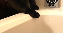 浴槽のふちで『背中に手を添えられた黒猫』→表情を見ると……笑える瞬間に「やめろやって感じｗ」「ホラー映画のワンシーンかな」と反響