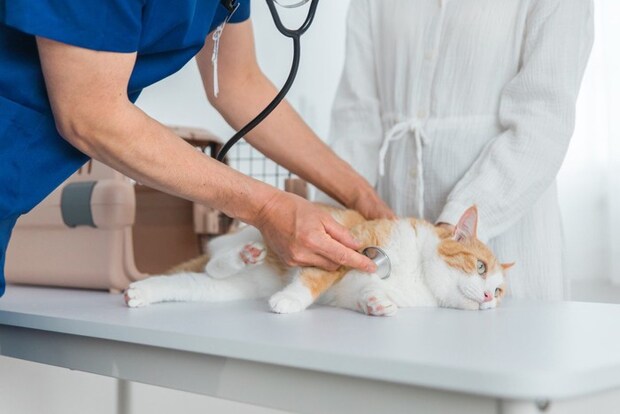 動物病院で診察される猫