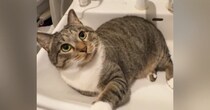 洗面台の上からどかない猫→水を出してみた結果…微笑ましすぎる光景が750万再生の大反響「ニヤニヤしちゃうやつｗ」「強い意志を感じる」