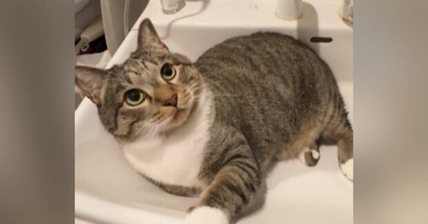 洗面台の上からどかない猫→水を出してみた結果…微笑ましすぎる光景が750万再生の大反響「ニヤニヤしちゃうやつｗ」「強い意志を感じる」