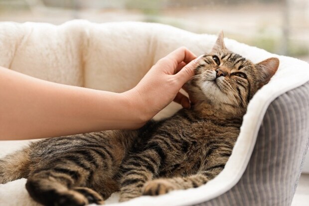 可愛い猫
