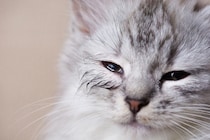 猫が寂しかった時にする５つのサイン