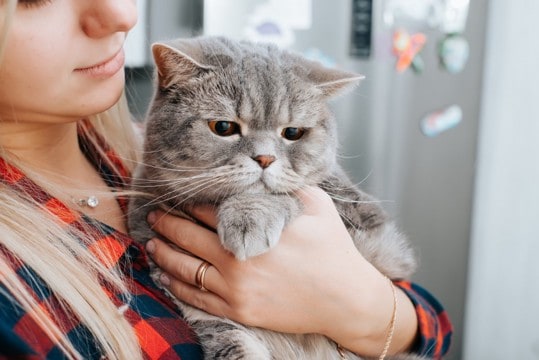 猫の心を傷つけてしまう『人間の言葉』4つ　避けるべき理由や及ぼす悪影響も解説