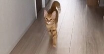 嬉しいことがあった茶トラ猫→『走り方』が……思わず笑顔になる『可愛すぎる瞬間』が109万再生「前足の動かし方が絶妙ｗ」「ほっこりした」