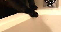 浴槽のふちで『背中に手を添えられた黒猫』→表情を見ると……笑える瞬間に「やめろやって感じｗ」「ホラー映画のワンシーンかな」と反響
