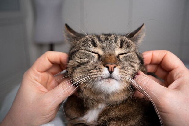 頬を摘まれる猫