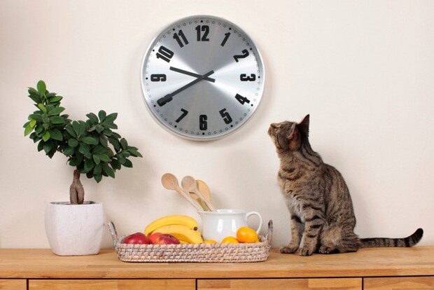 壁の時計を見る猫