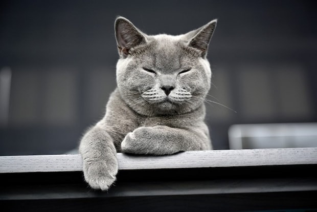 目を閉じる猫