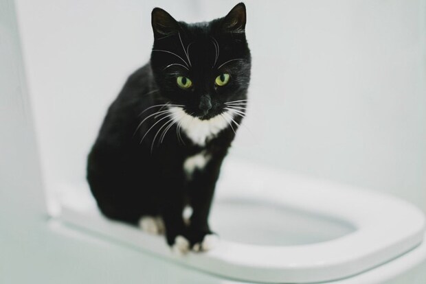 便座の上の猫