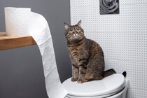 猫が飼い主の『トイレ』を覗きにくる理由3つ　考えられる心理や上手な対処法