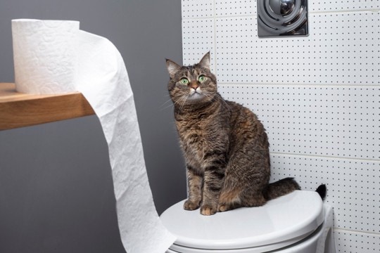 猫が飼い主の『トイレ』を覗きにくる理由3つ 考えられる心理や上手な対処法