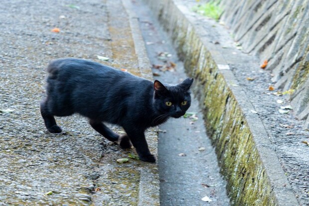 地域猫