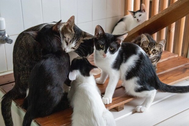 保護猫