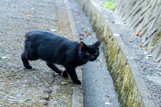 『不幸な思いをする猫』を減らすにはどうしたらいい?猫たちの命を救うためにできること5つ