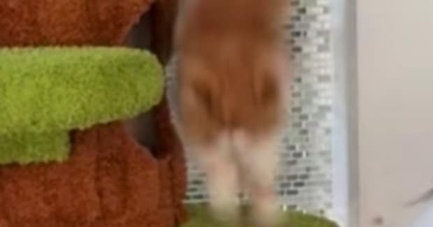 撮影していると、キャットタワーから『落ちてしまった猫』→次の瞬間……まさかの展開が33万再生「エスパーかなw」「控えめにいって天才」