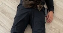 『子猫たちがやけに静かだな』と思ったら、『パパの上』で……まさかの瞬間に４万いいね「夢のような光景ｗ」「なんて素敵な場面ｗ」と反響