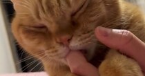 飼い主さんの指をしゃぶる猫→手を動かされると…とんでもなく甘えん坊な『まさかの行動』に悶絶「赤ちゃんだ」「たまらない…」と４万いいね