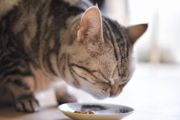 お皿からフードを食べている猫