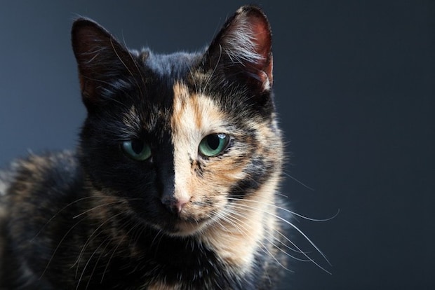 猫バイカラー