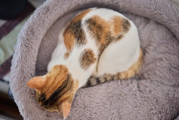 猫 ハート