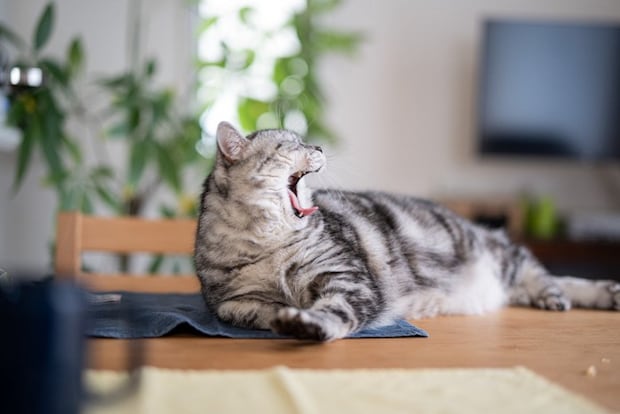 猫 タビー