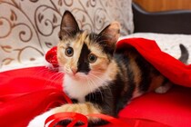 猫の体に見られる『個性的な模様』4選　ユニークな柄や珍しい柄の猫たちをご紹介