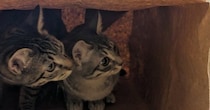 紙袋に身をひそめる2匹の猫→『袋の外』にいたのは…微笑ましい瞬間に４万いいねの反響「可愛すぎて声出たｗ」「物語が始まりそうｗ」