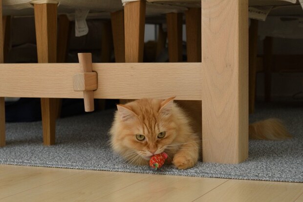 おもちゃを咥える猫