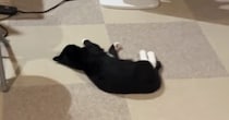 部屋に入ると、『背を向けて寝転がっていた猫』→名前を呼んでみると…可愛すぎる反応が16万再生「愛されてるのが伝わる」「完璧なムーブ」