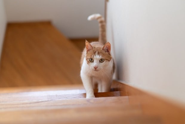 階段をついてくる猫