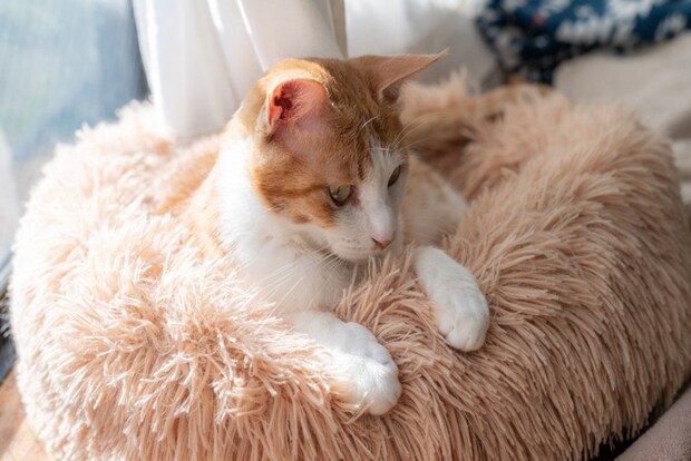 前足をそろえる猫