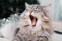 猫の『口臭』がきついときに考えられる原因5つ　病気の可能性から改善策まで解説