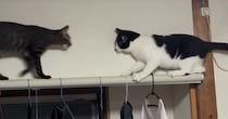 カーテンレールを歩こうとした猫→逆方向から『もう1匹の猫』が向かってきた結果…まさかの光景が10万再生「顔の動きが同じｗ」「コントｗ」