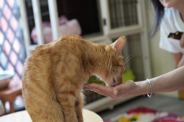 猫にご飯を与える女性
