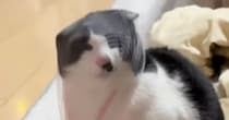 爪切りの途中、頭にネットを被ったまま『逃走した猫』…爆笑必至の『情けない姿』が45万再生「見ないでｗｗ」「笑いすぎて涙出てきた」