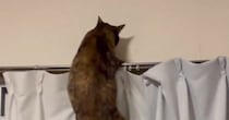 猫が『カーテンレールの上』に行こうとした結果…つい笑ってしまう『まさかの展開』が130万表示「声出たｗ」「悪い子すぎるｗ」と話題