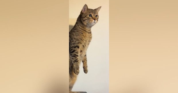 突然『ぬーーーーっと立ち上がった』かと思ったら…ネコが見せた『まさかの行動』が100万再生「胴が長い人みたいｗ」「猫の恩返しだｗ」