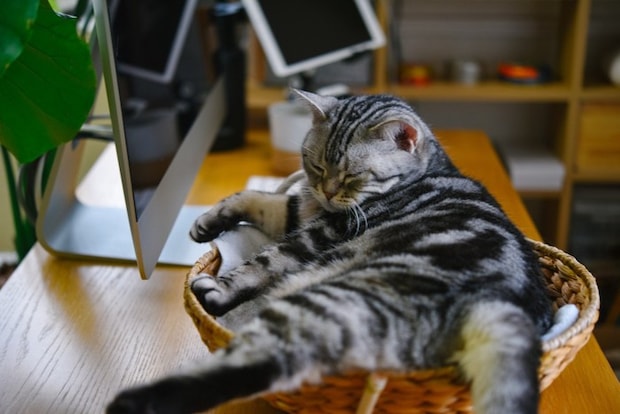 パソコン横で寝る猫