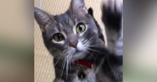 姉から『芸を頑張る猫』の様子が送られてきて…思わずニヤけた『可愛すぎる光景』が29万再生「めっちゃ綺麗な顔」「ジブリに出てきそう」