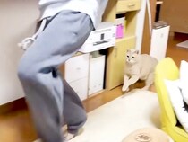 高校生の男の子と追いかけっこするネコ→どちらも楽しそうで…あまりにも尊い『家族愛を感じる光景』に反響「変わらない関係尊い」「相思相愛」